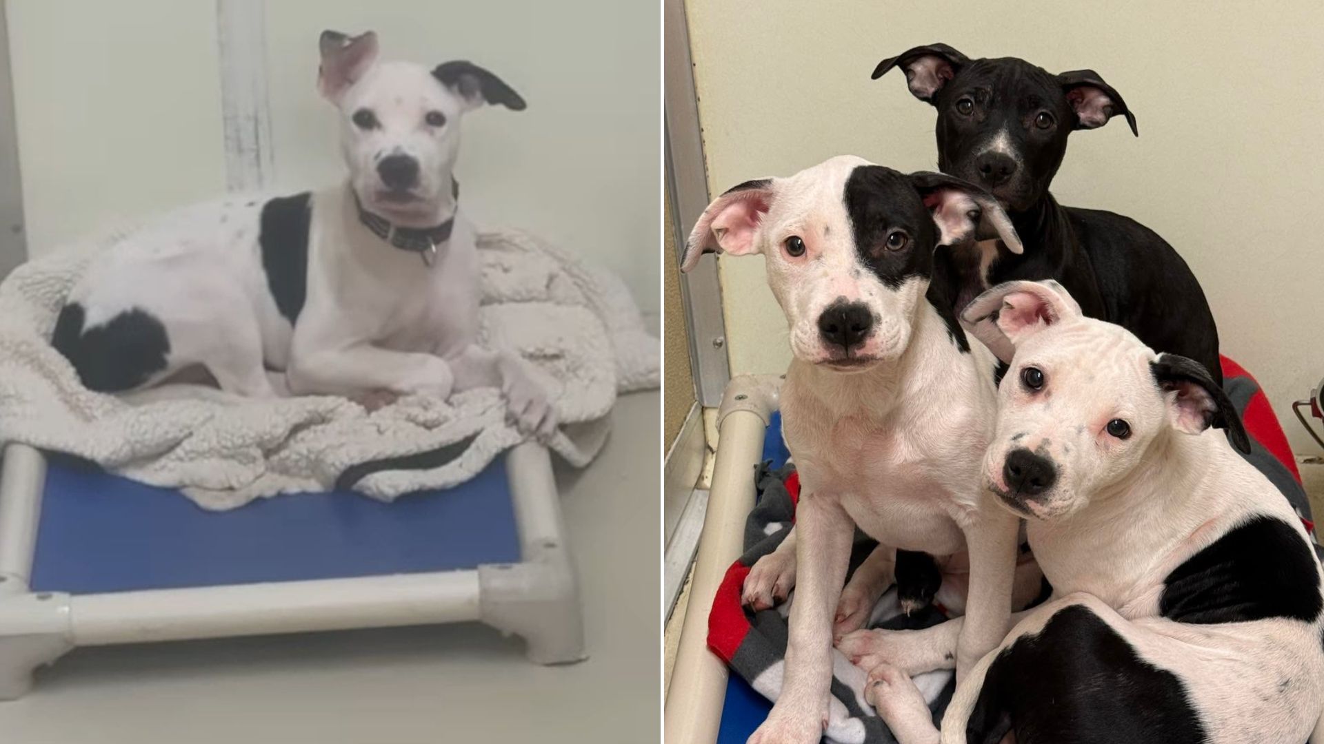 three dogs huddled up together