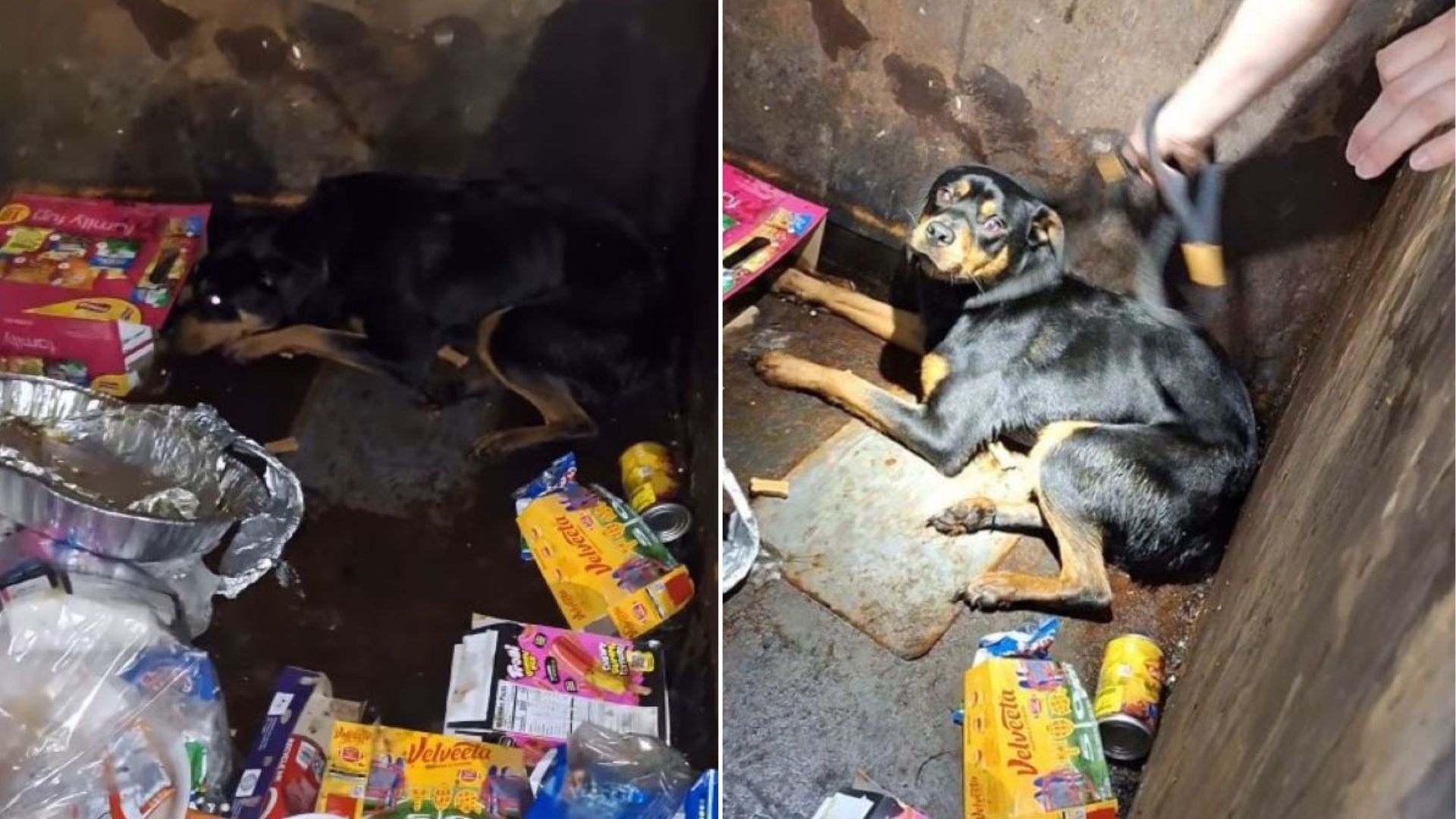 Broken-Hearted Pup Thrown Into A Dumpster In Texas Is Found Sleeping In A Pile Of Trash