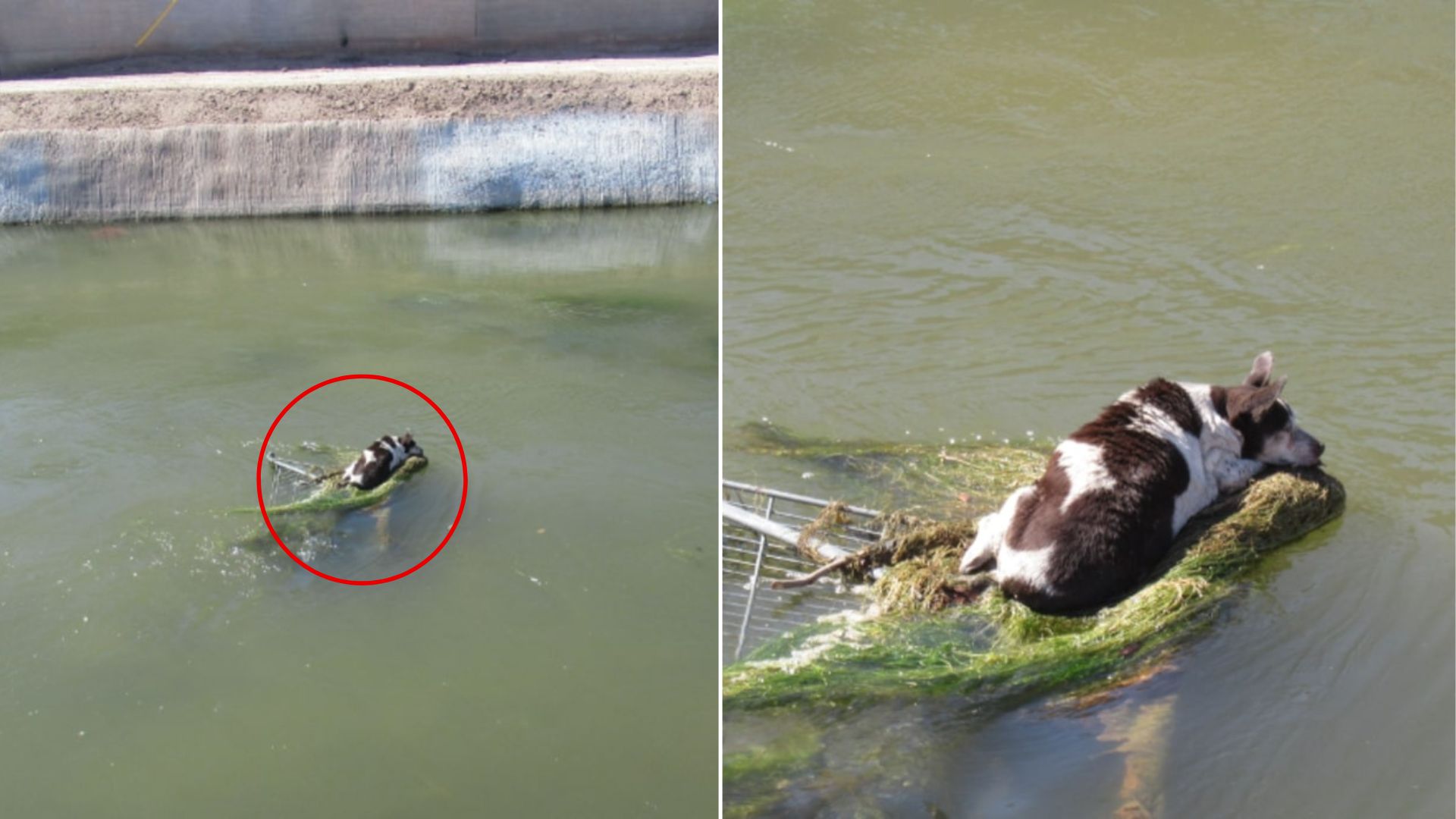 stuck dog in canal