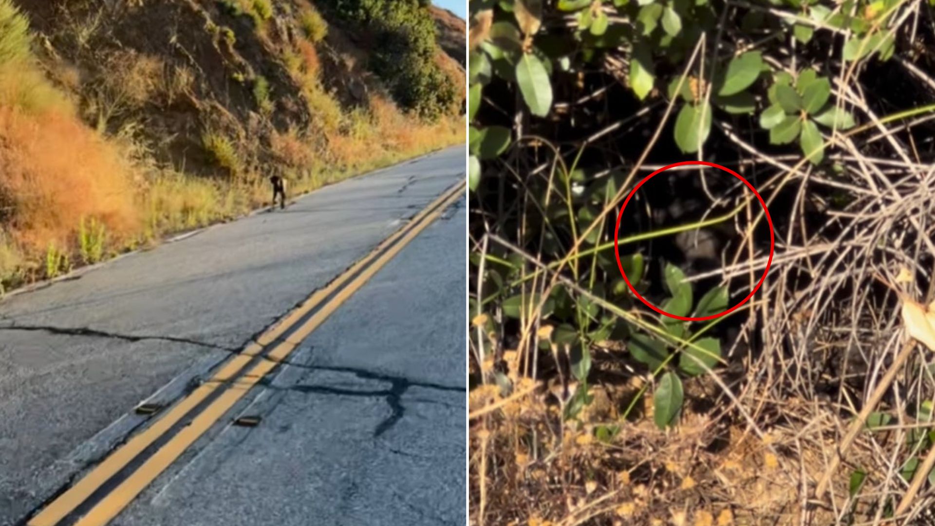 California Cyclist Spots A Strange Creature Peeking From Bushes, Then Realizes What It Is