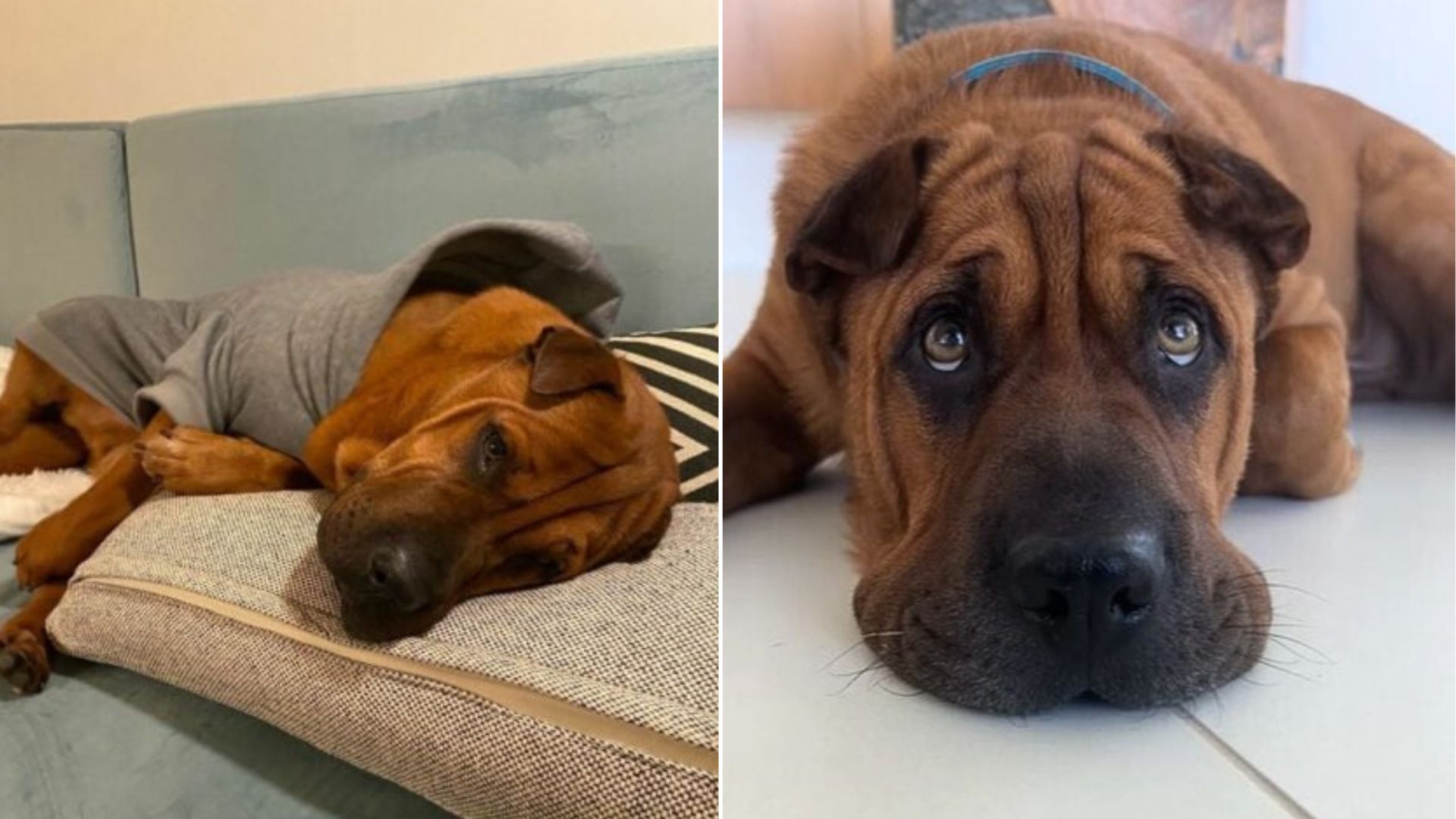 California Dog’s Journey From Stray To Cherished Family Member Who Gets Tucked In At Night