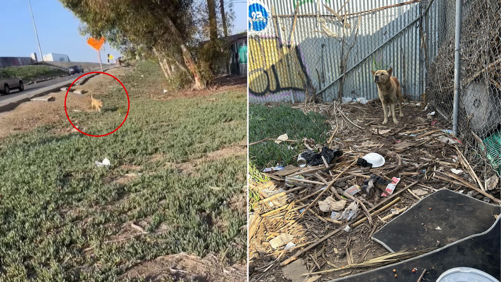 dog beside ramp