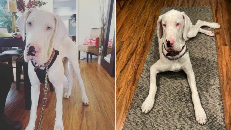 adorable white great dane