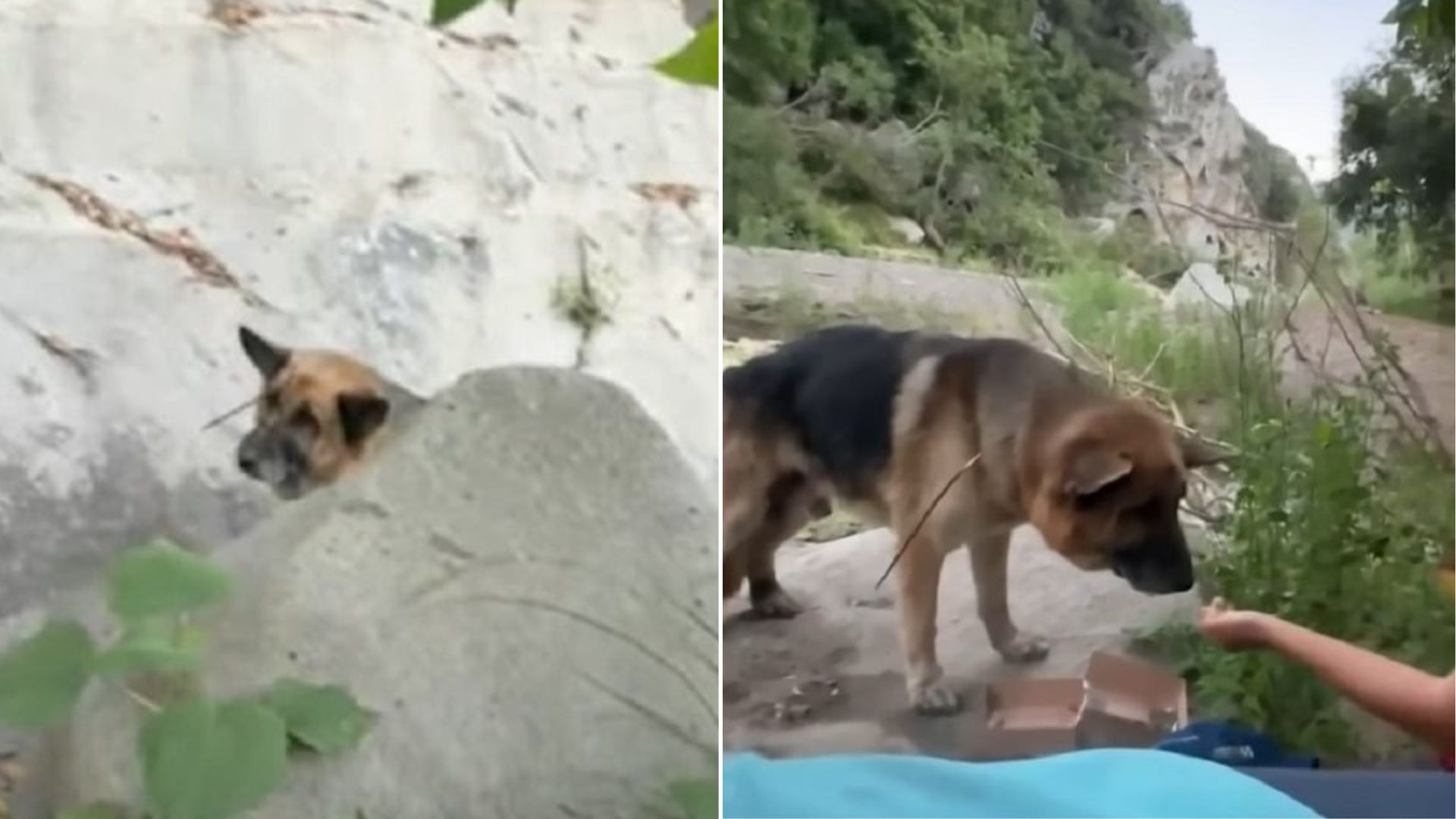 dog in canyon