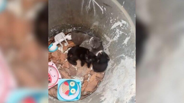 animal in trash can