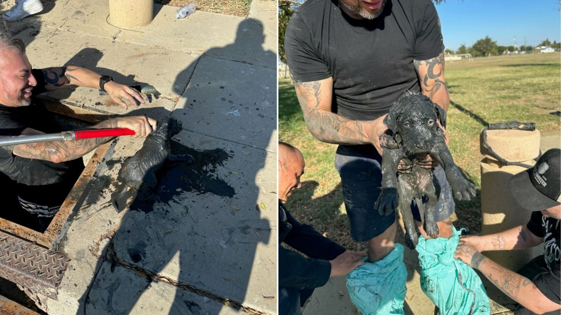California Officers Discover A Tiny Creature Struggling In A Filthy Drain