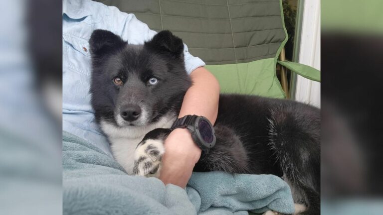 owner hugging a dog