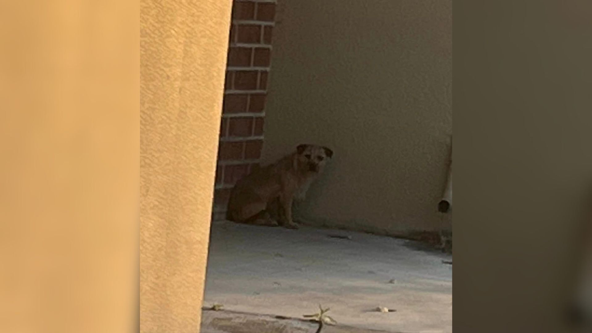 dog in corner