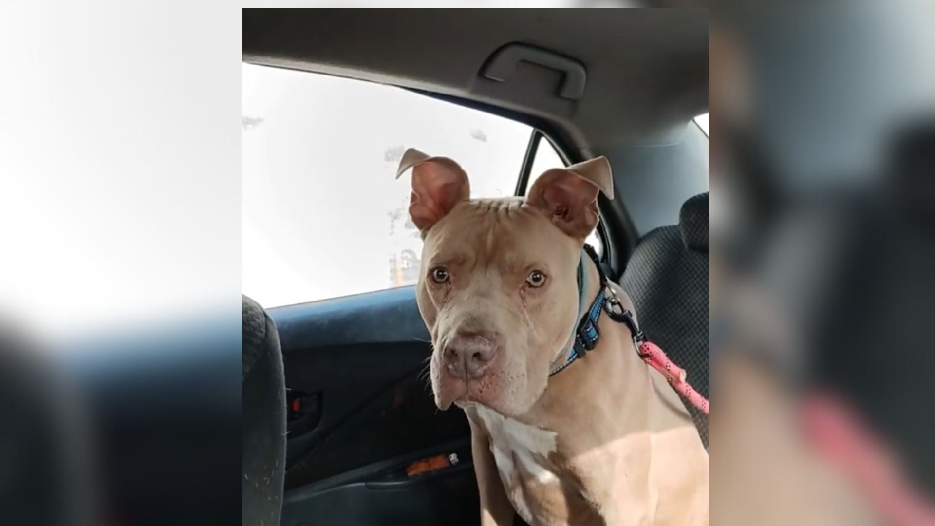 dog in car