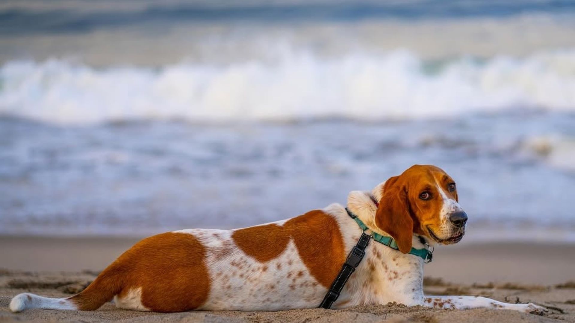 dog on beach