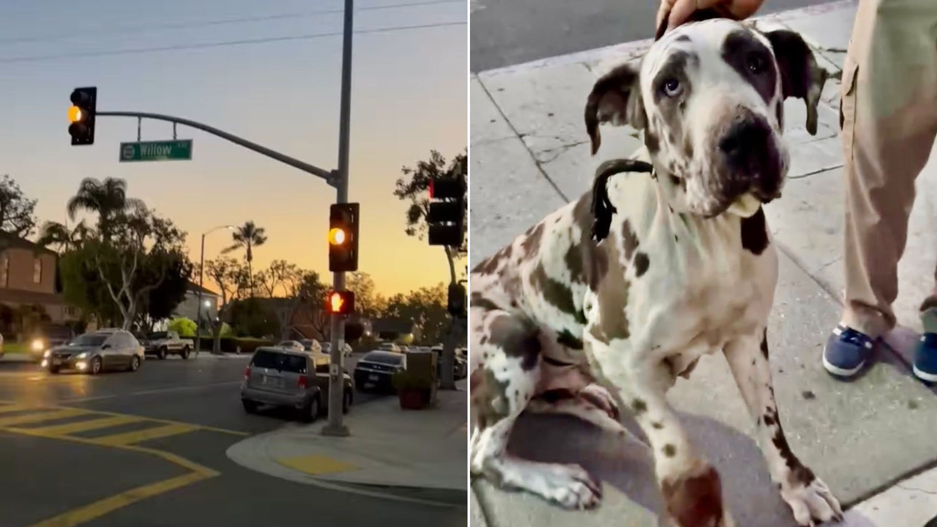 California Rescuer Aids Dog With Badly Injured Leg, Then Learns Even More Devastating News