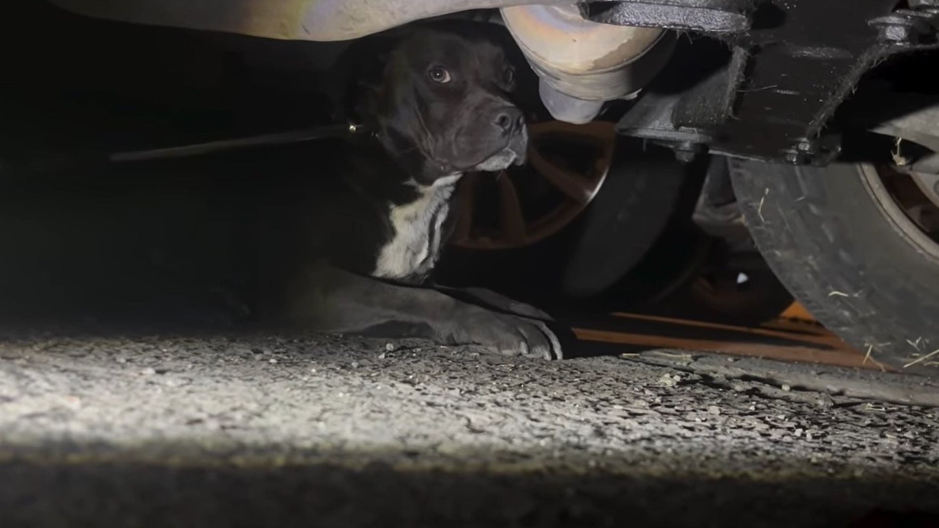 dog under car