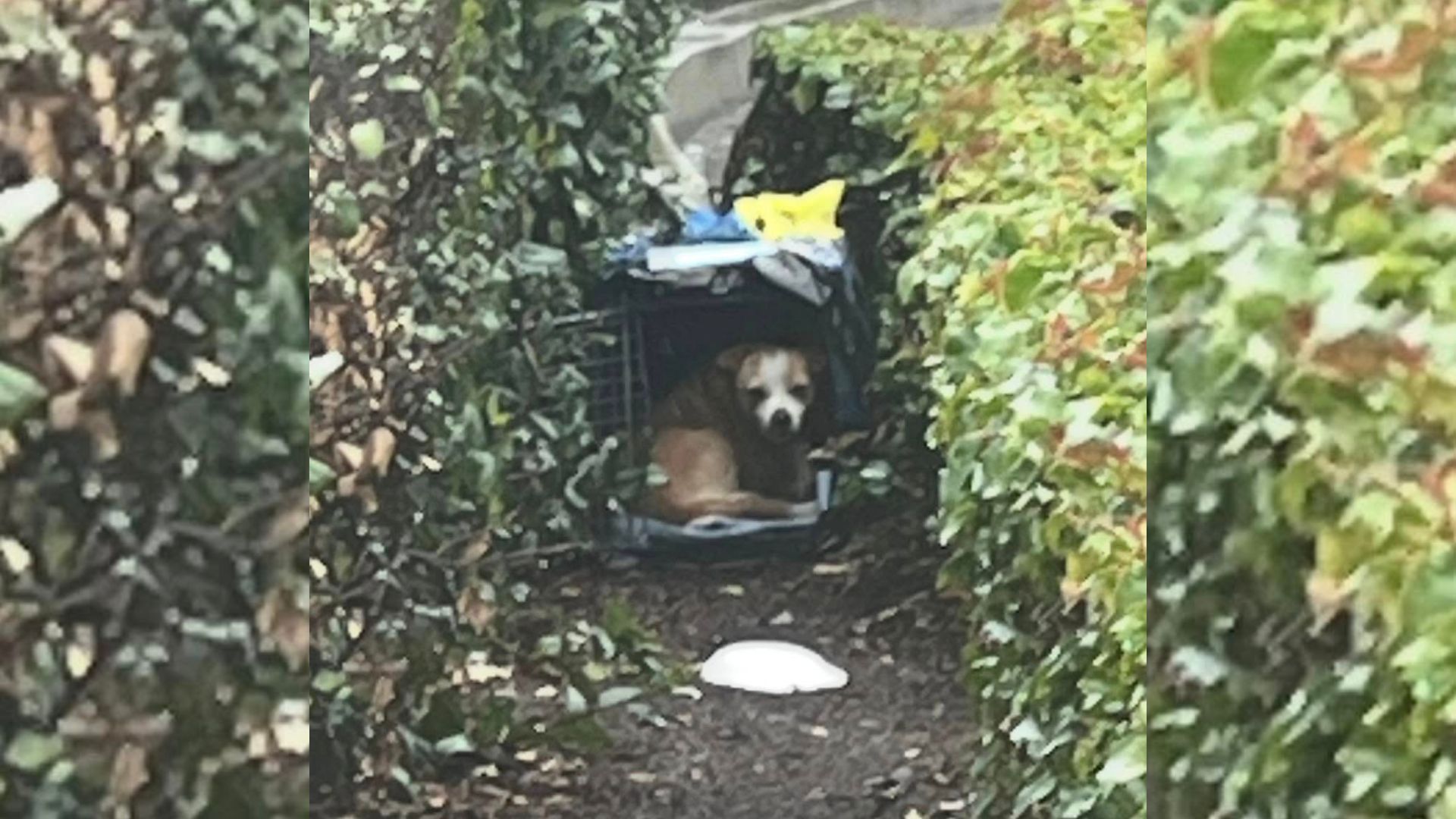 California Rescuer Stunned To Find Shivering Surprise Hidden Deep In The Bushes