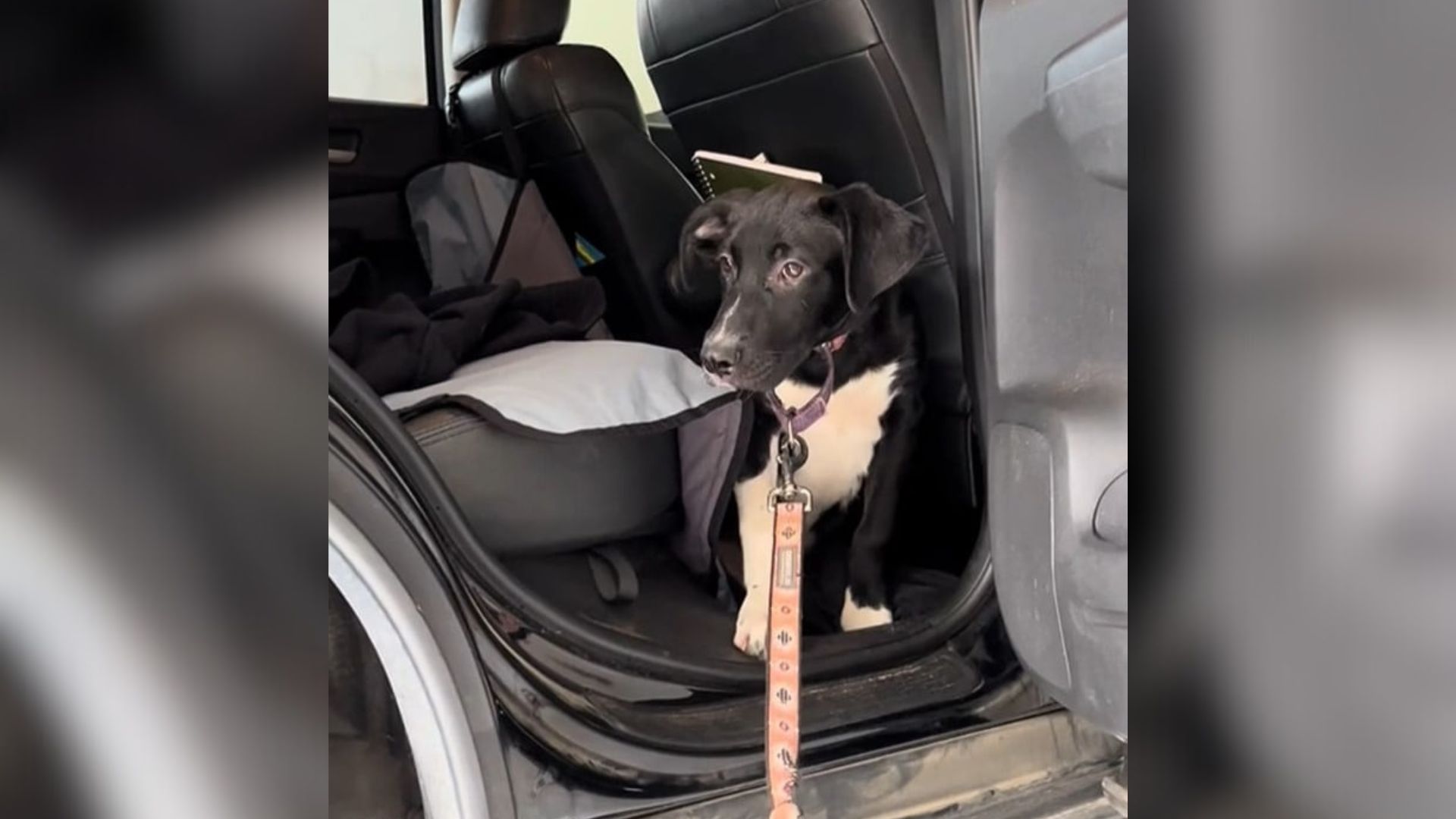 shy pup in the car
