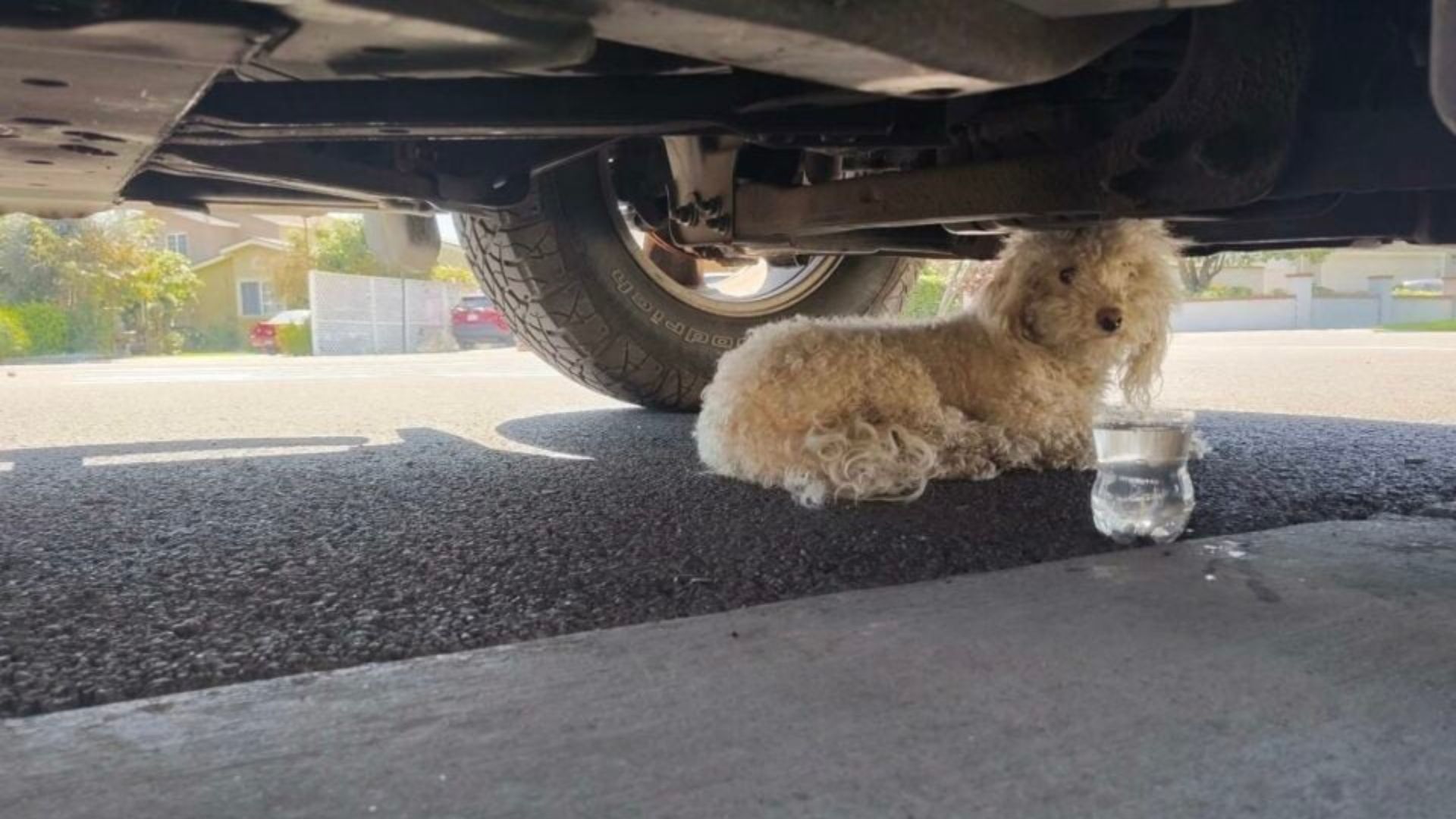 dog under truck
