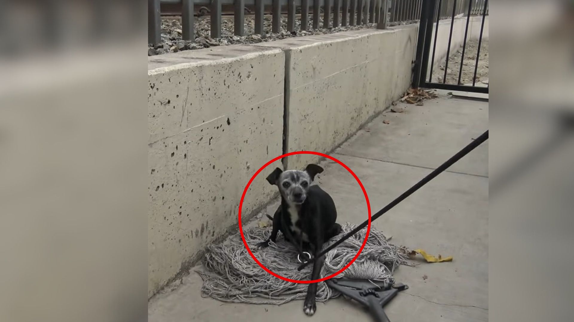 California Rescuers Find Dog Lying On A Mop, Then Learn Her Devastating Secret
