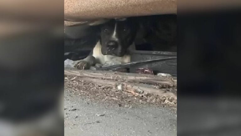 dog hiding under a car