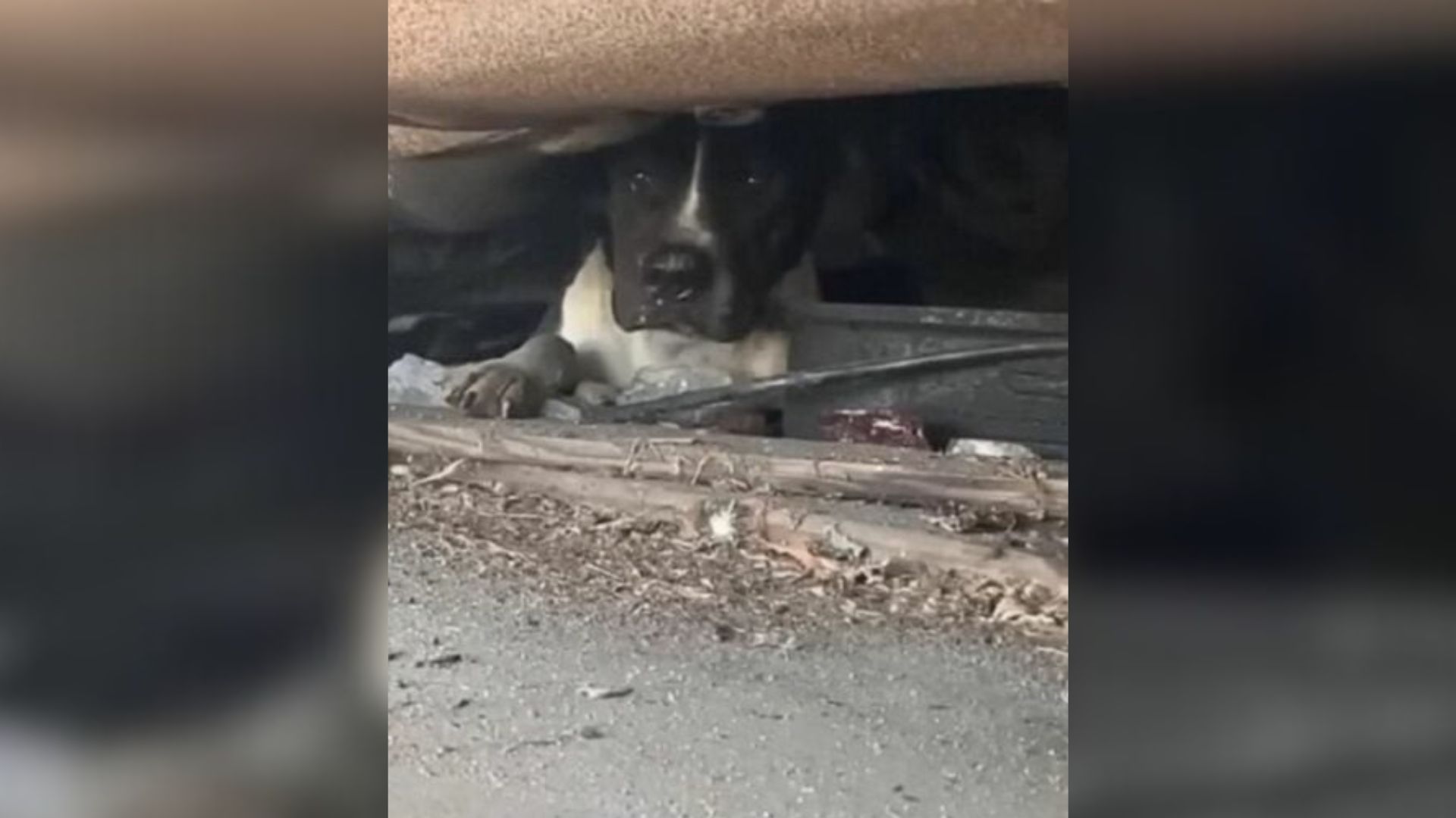 dog hiding under a car