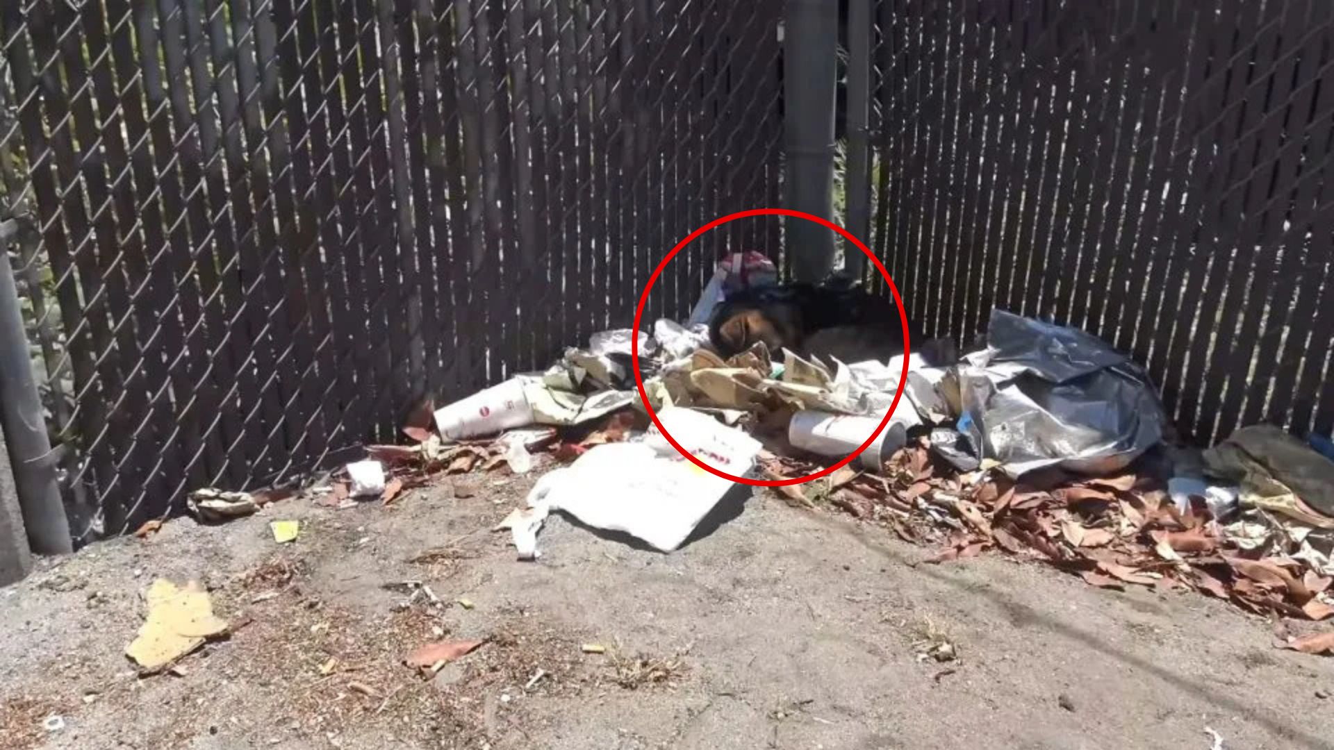 California Rescuers Shocked To Find Stray Dog Sleeping Alone On A Pile Of Trash