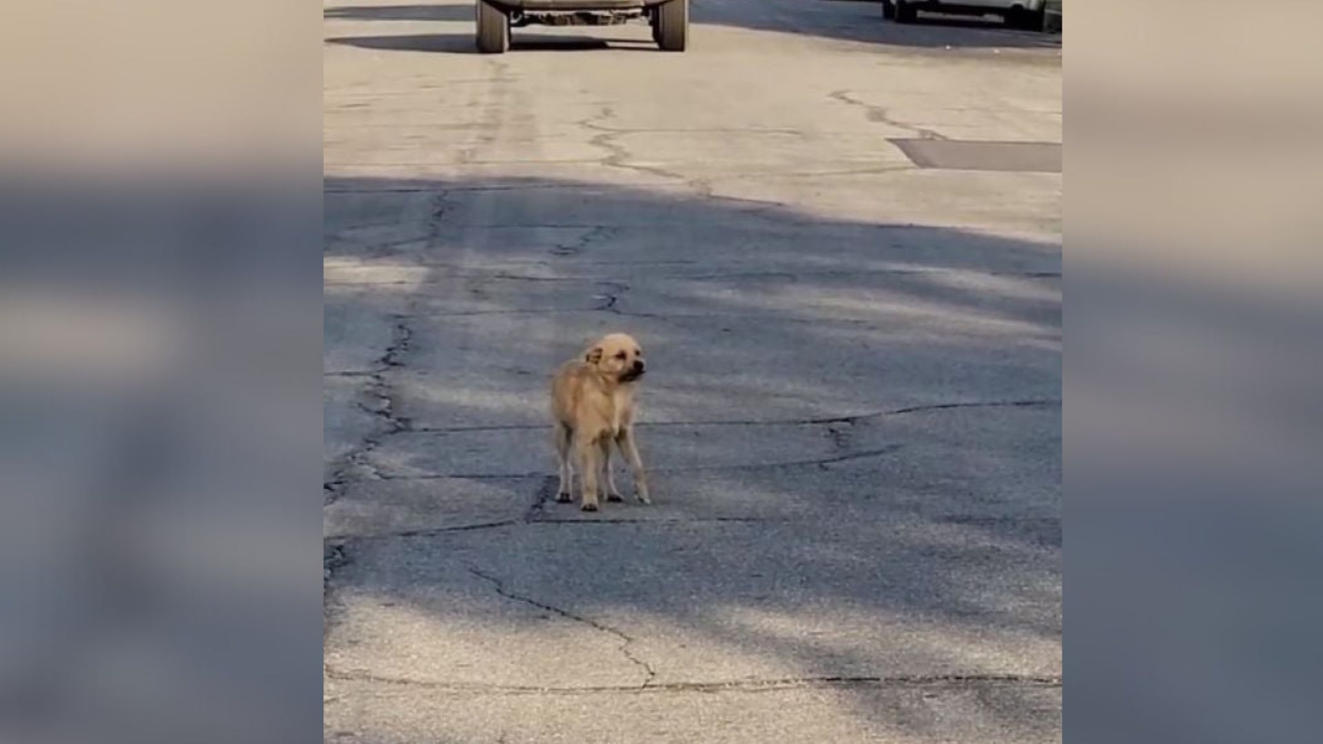 injured dog