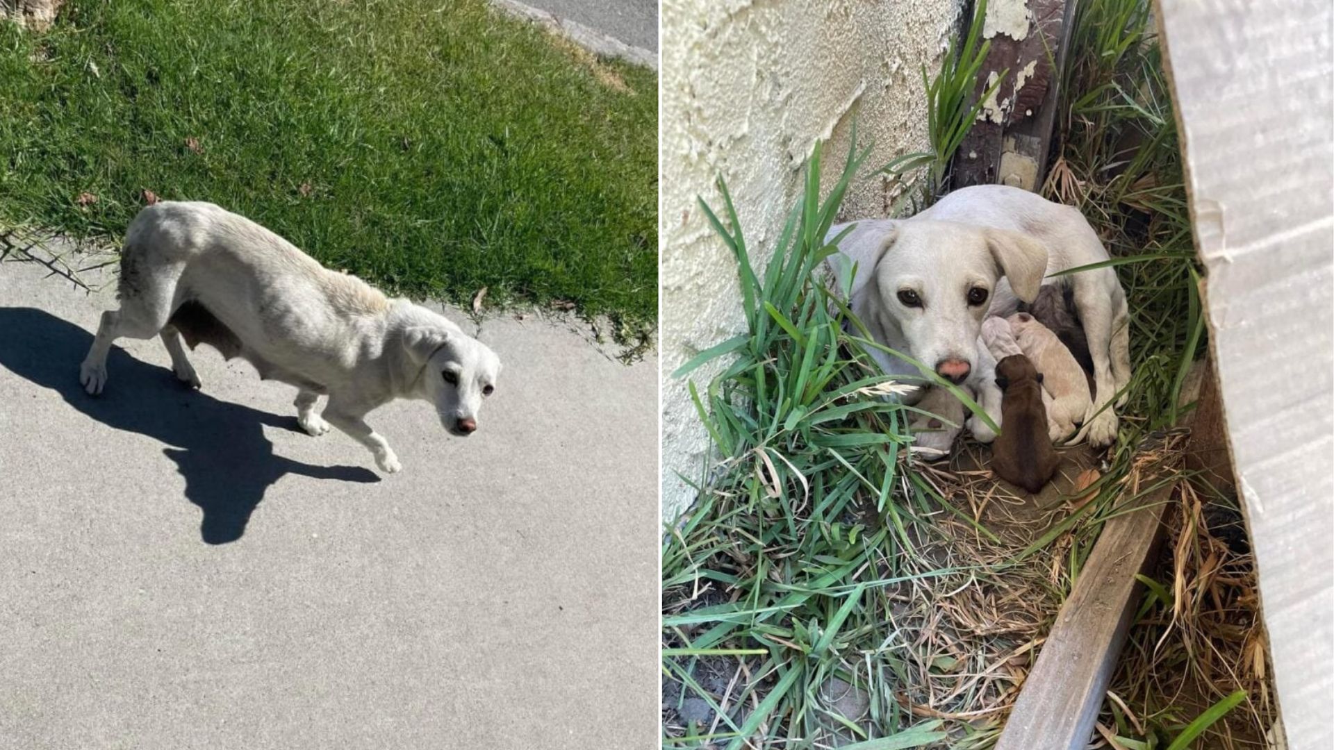 California Rescuers Were Stunned After Finding A Dog In Someone’s Yard Only To Realize She Had More Surprises