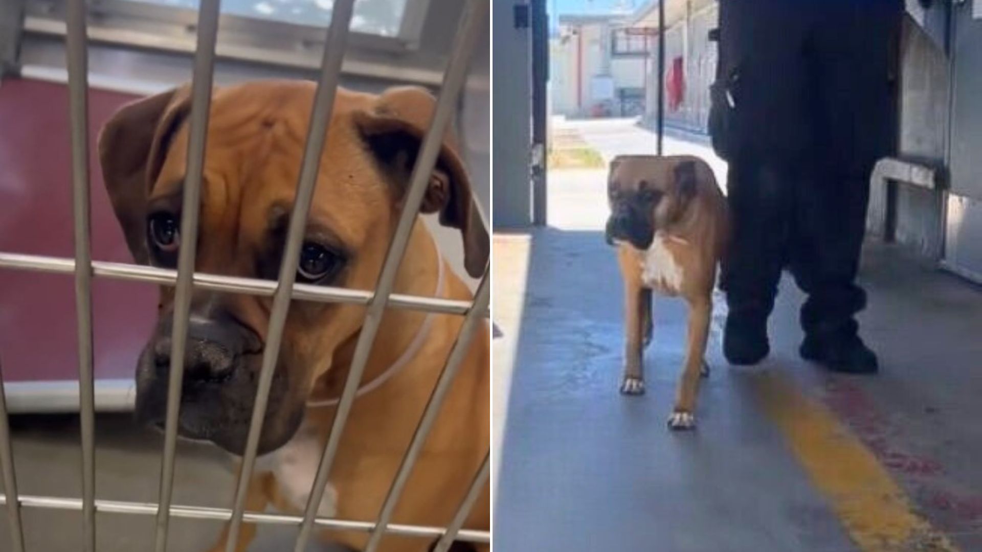 shelter dog one last day of fun
