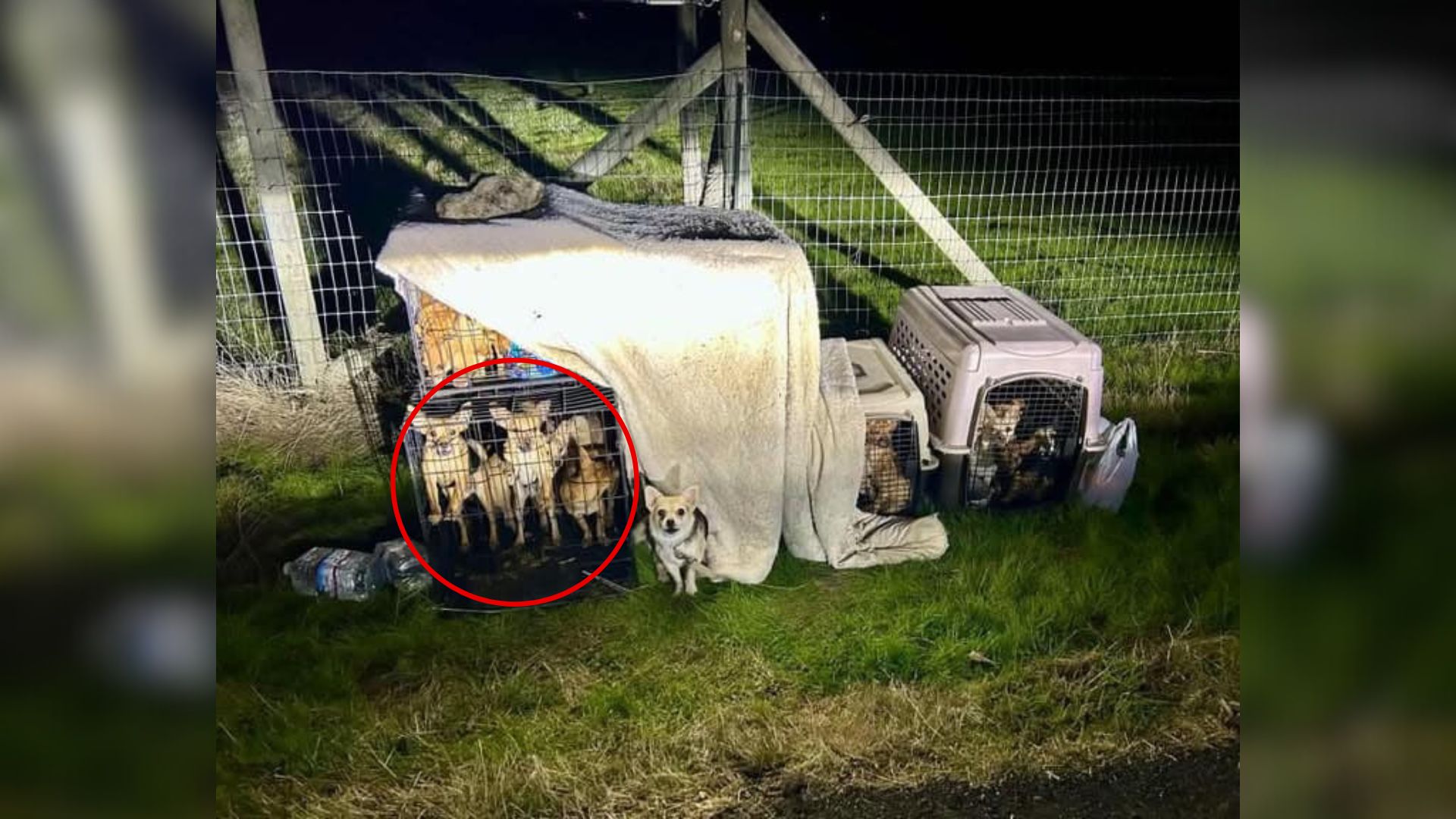 California Shelter Finds 27 Chihuahuas Stuffed Into Tight Crates And Left On The Roadside