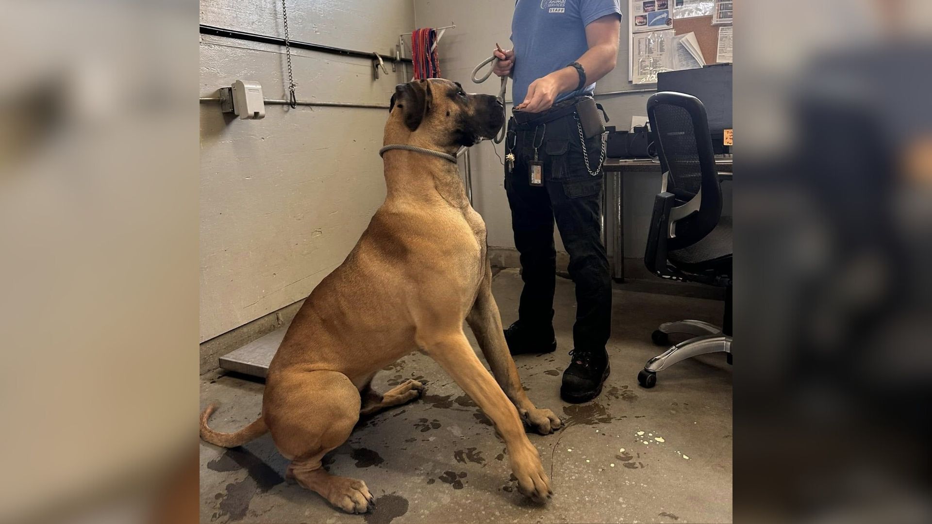 big dog in shelter looked like scooby doo