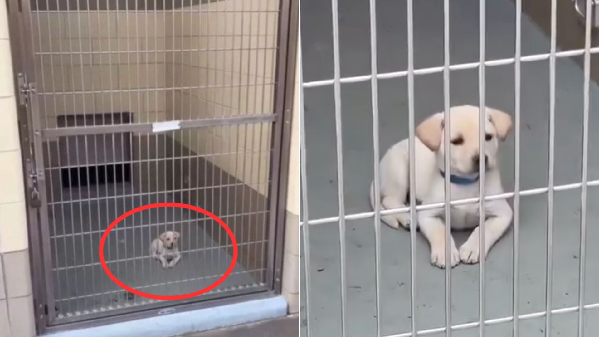 tiny puppy in cage
