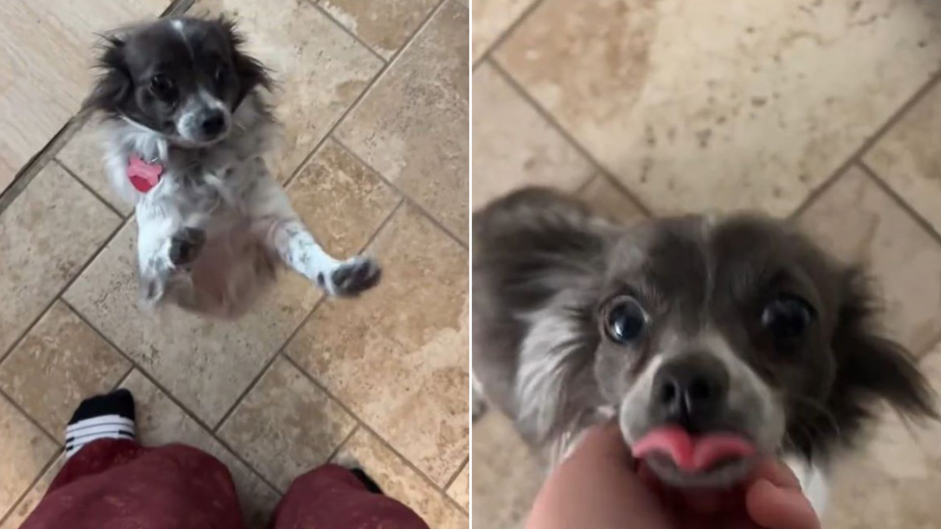tiny dog