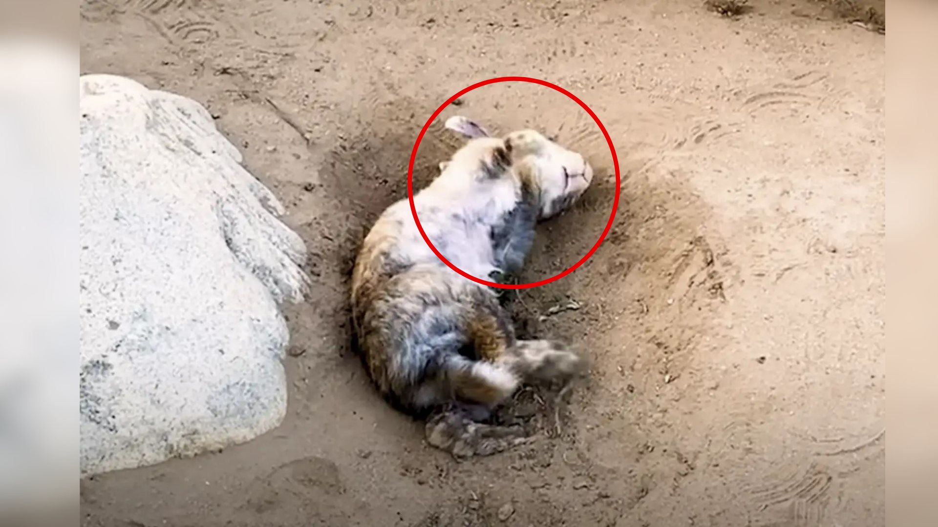 wild rabbit