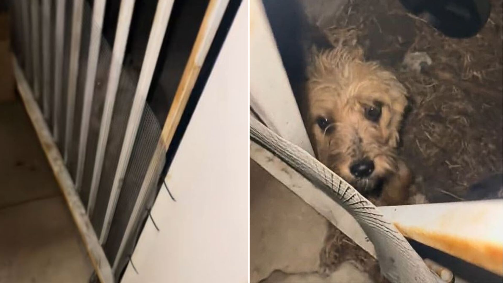 California Woman Hears Noise Outside Her Home, Then Discovers A Shocking Surprise