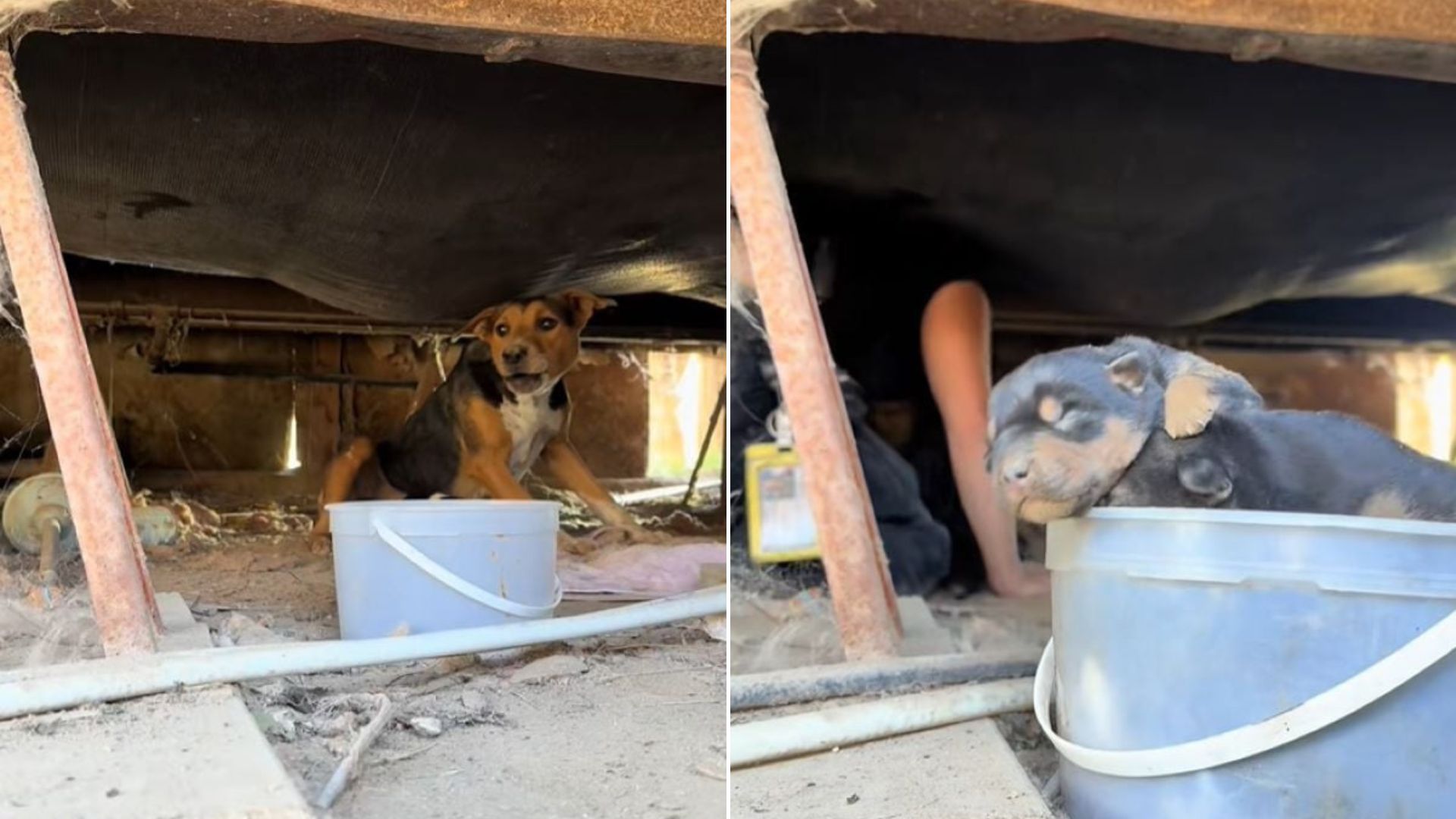 California Woman Hears Unusual Sounds And Finds Something Surprising Beneath A Trailer