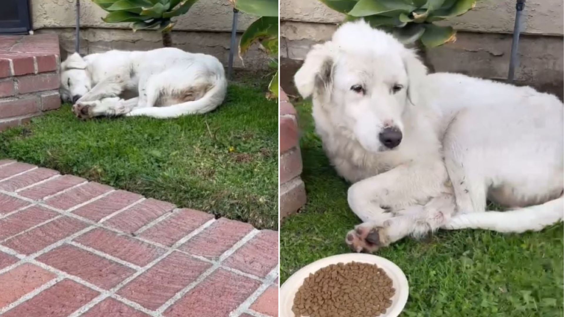 California Woman Leaves Her House, Then Finds A Shocking Surprise In Her Yard