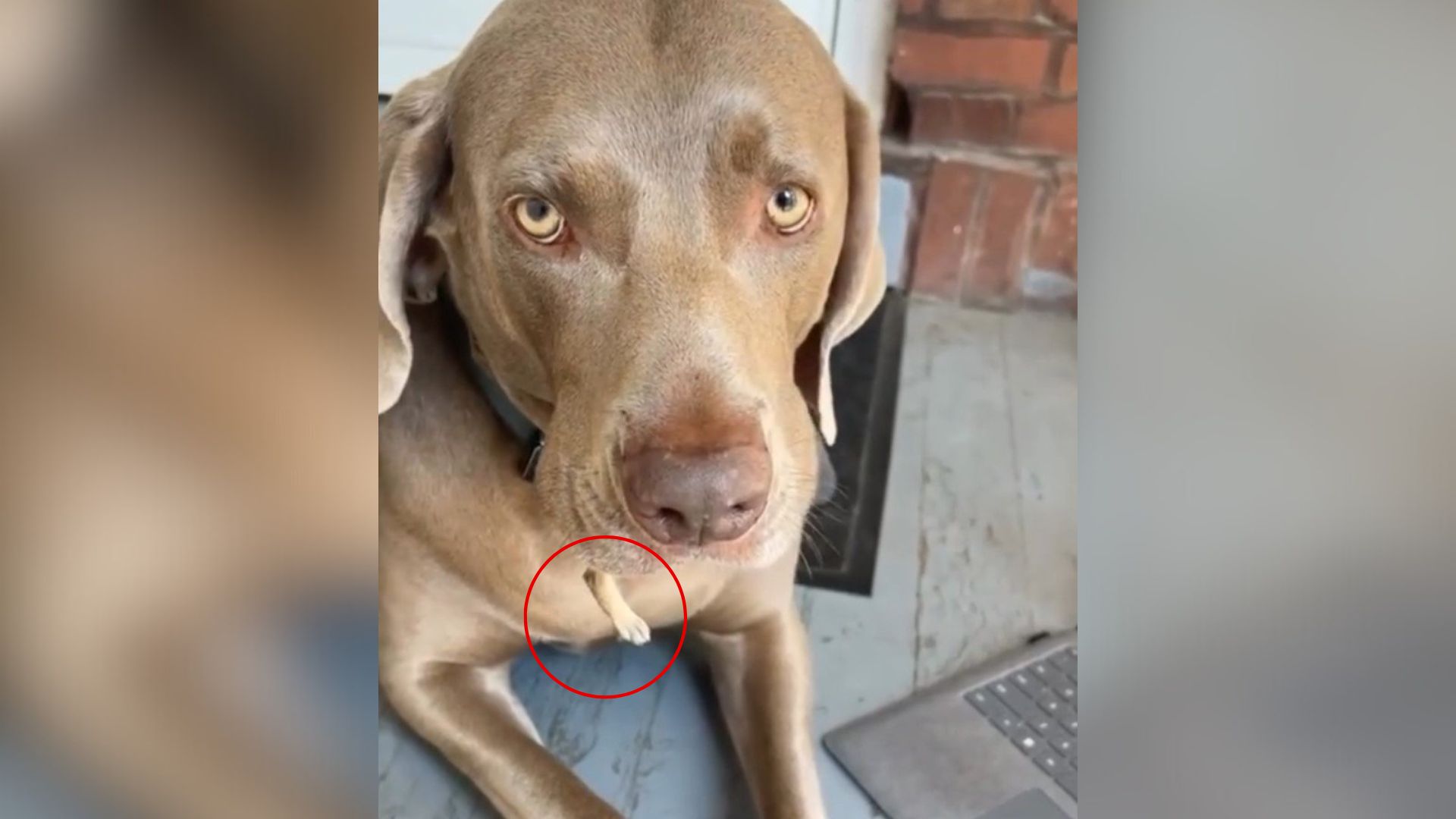California Woman Noticed Her Dog Holding Something In His Mouth And Rushed To React
