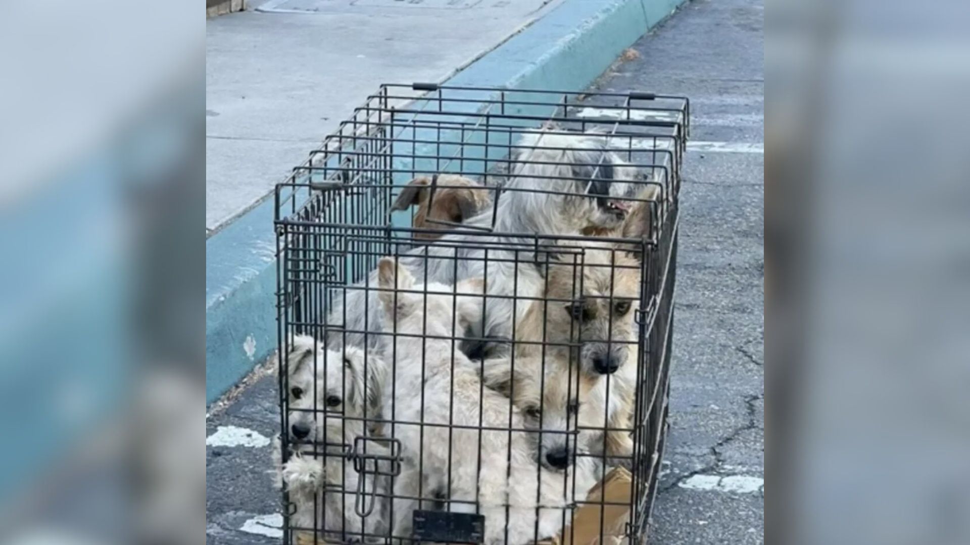 California Woman Shocked To Find 7 Tiny Pups Crammed In A Cage—What Happens Next Is Heartwarming