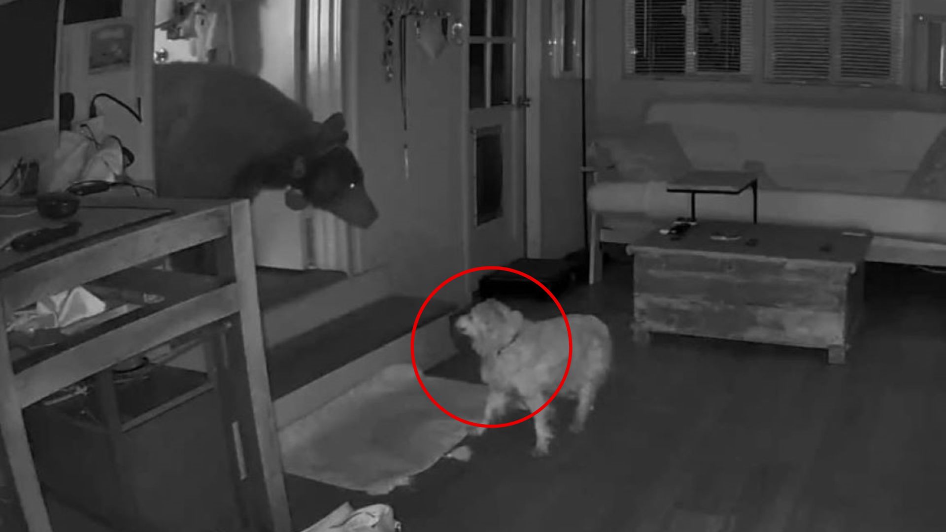 California Woman Shocked To See A Bear Entering Her Home, Then Sees Her Dog Doing Something Incredible