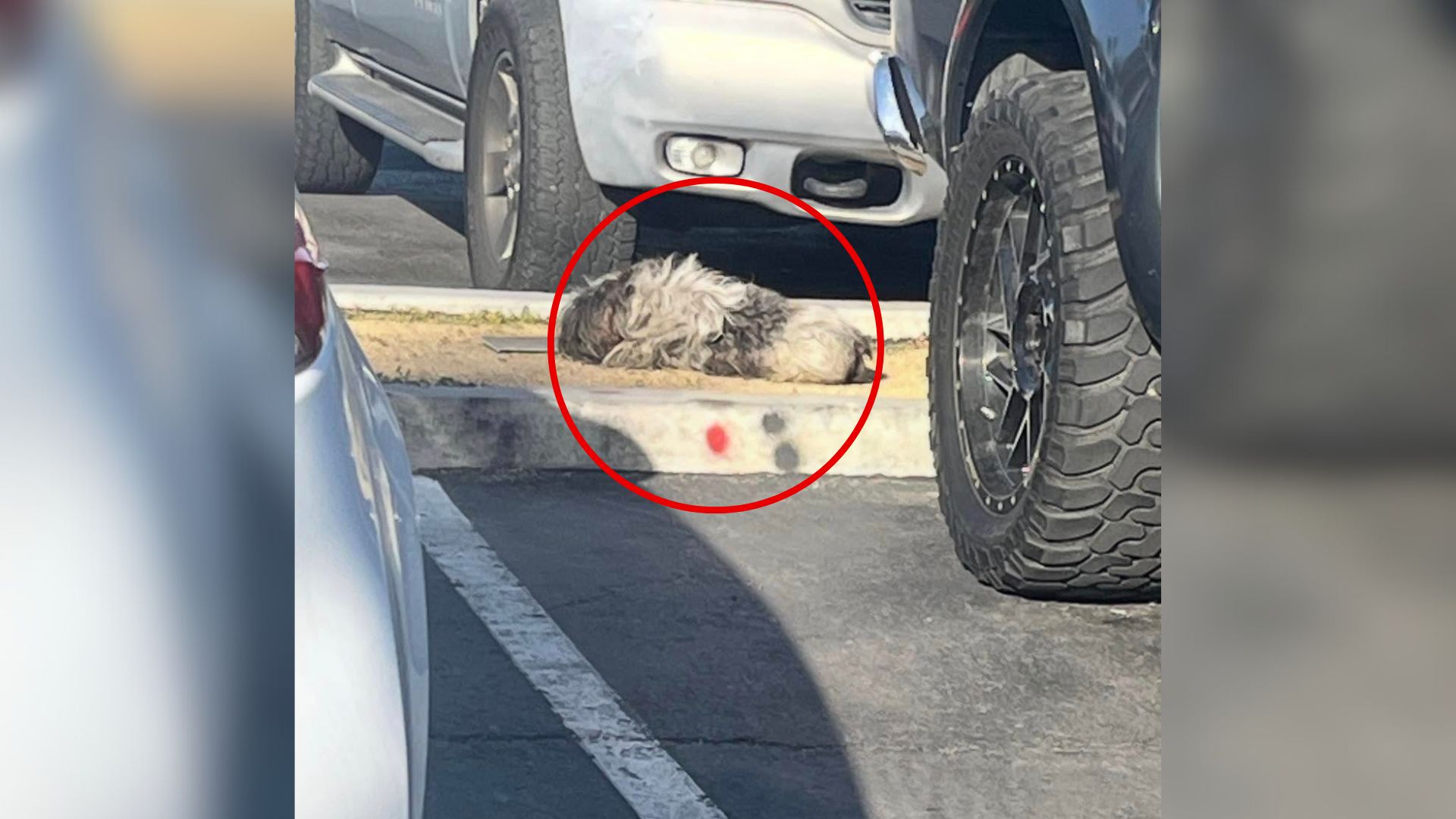 dog on a parking lot
