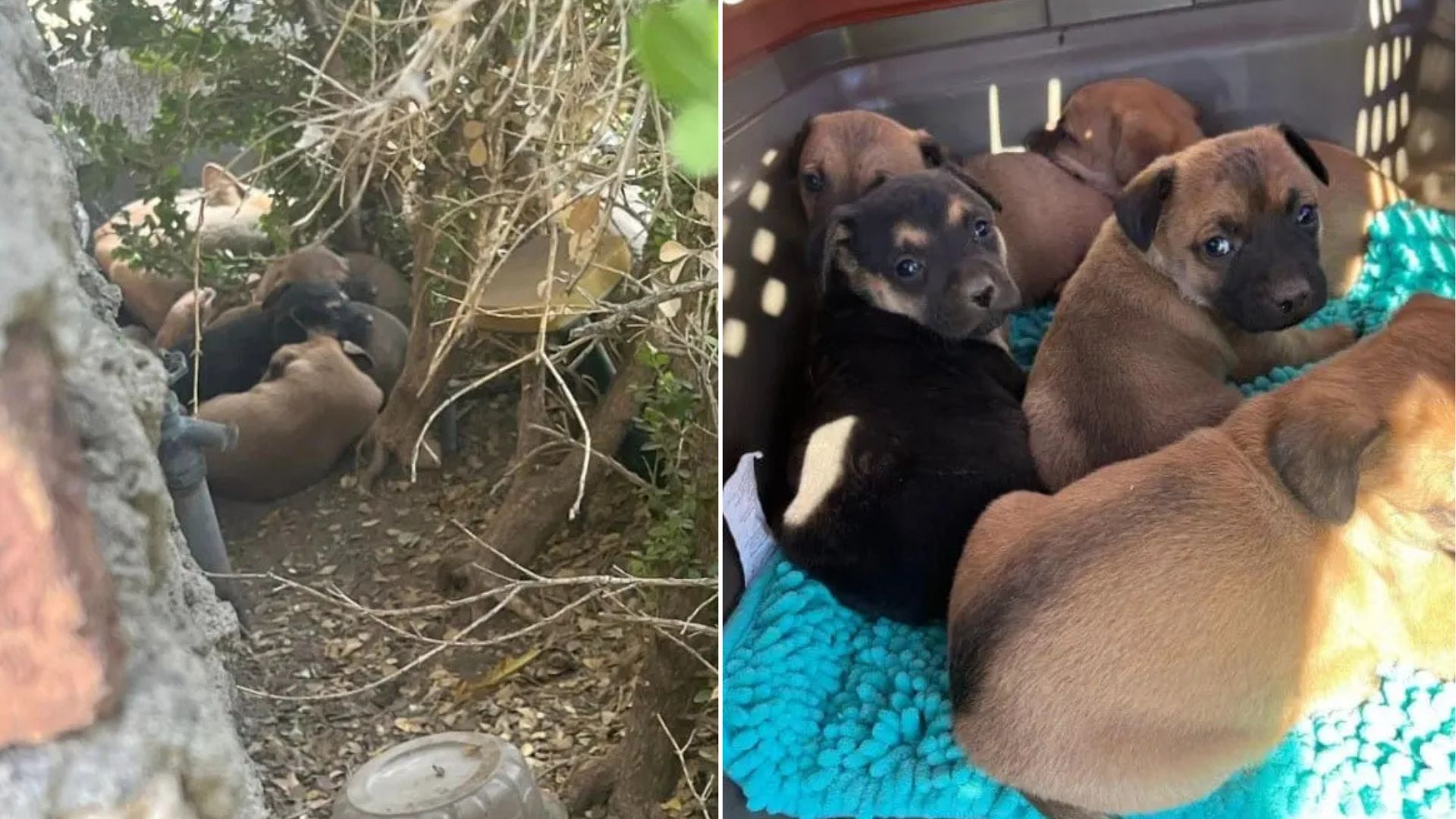 mother dog and puppies