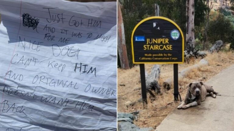 dog tied to a sign
