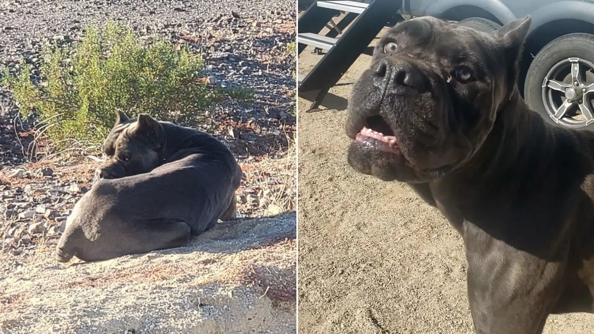 dog in desert