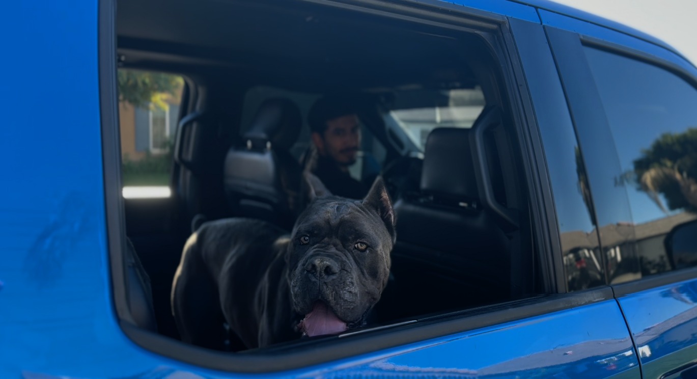 Cane Corso in car