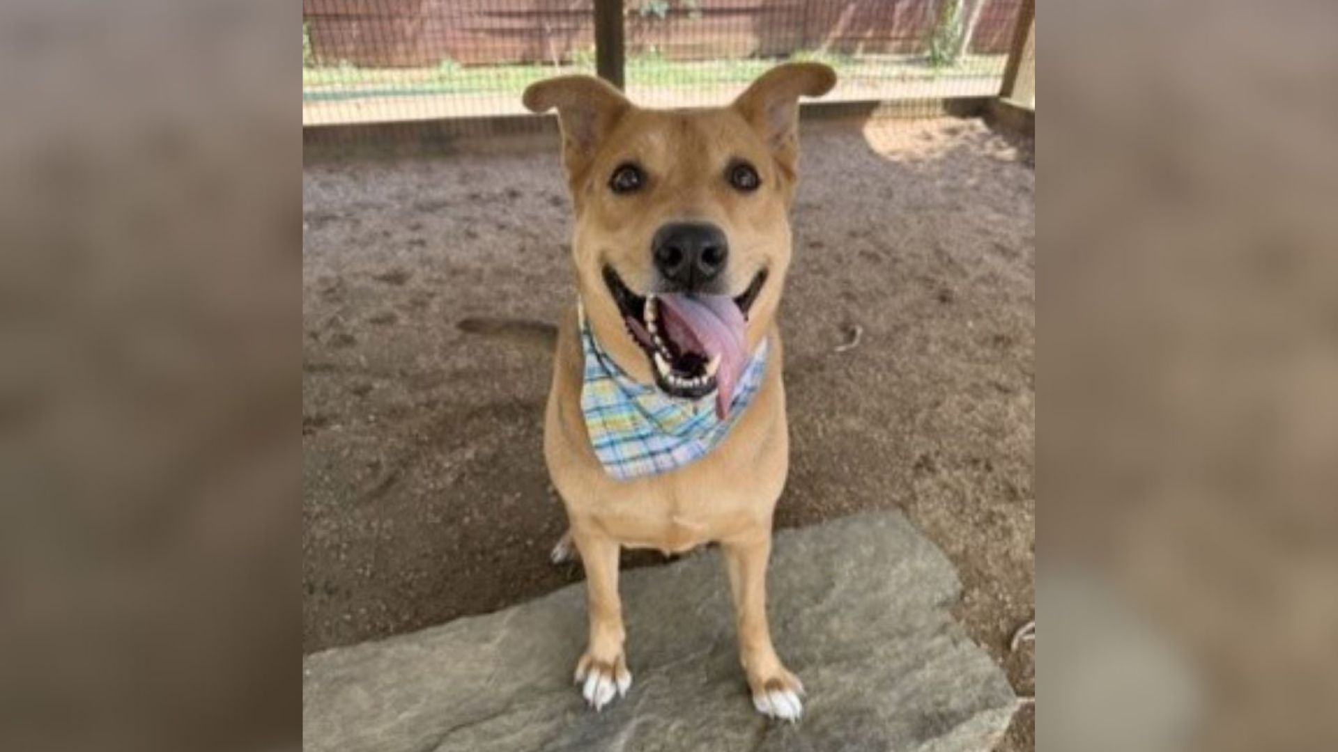 cheerful pup in shelter