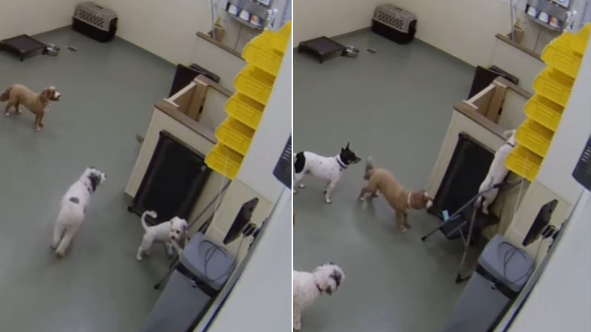 dog in daycare