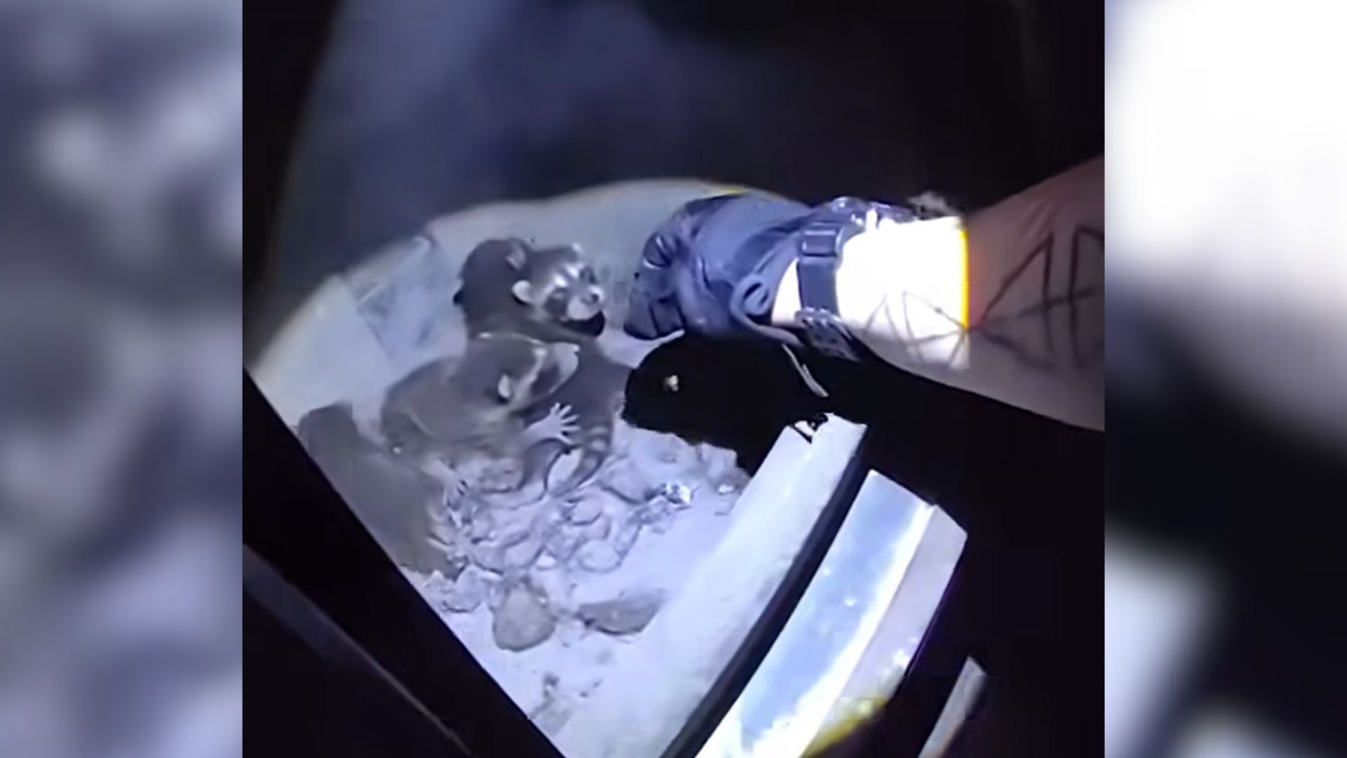 Raccoons in woodstove