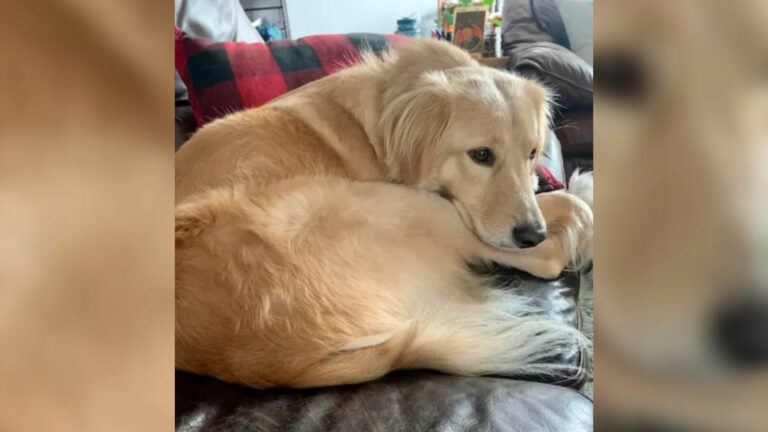Cute Golden Retriever