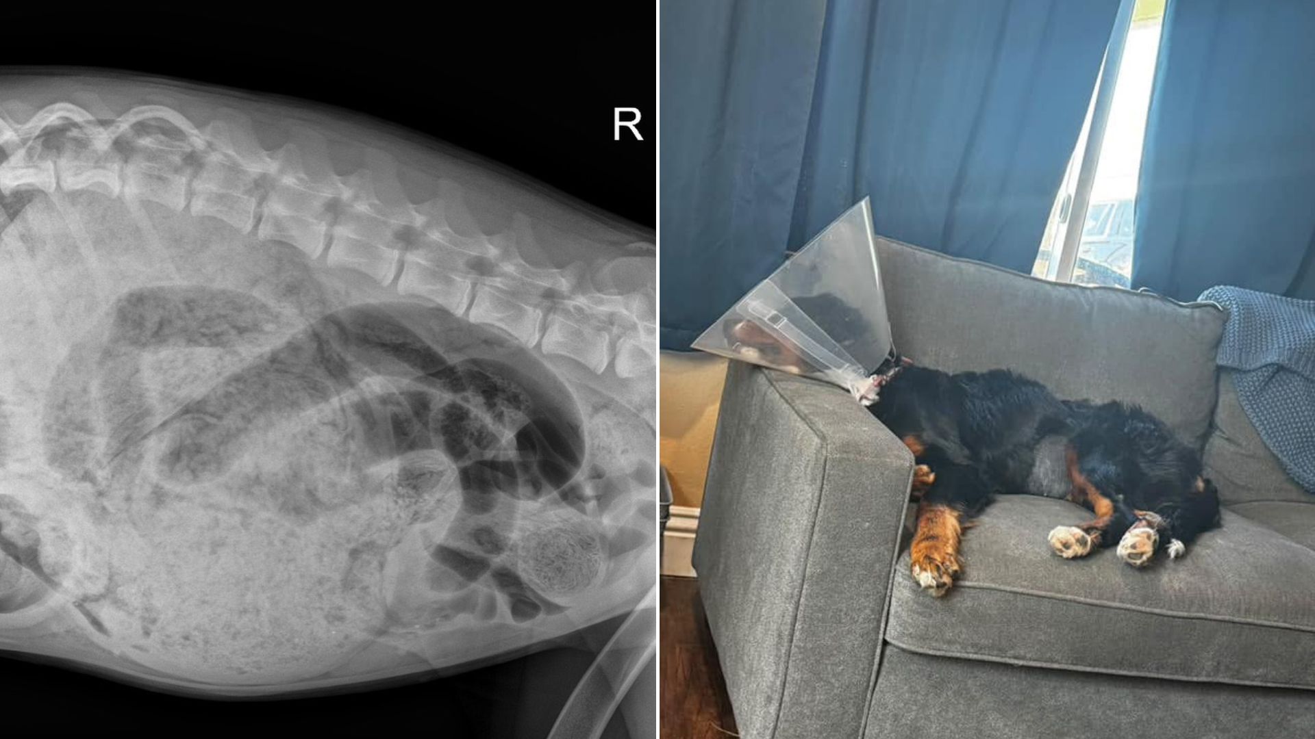 x-ray of dog