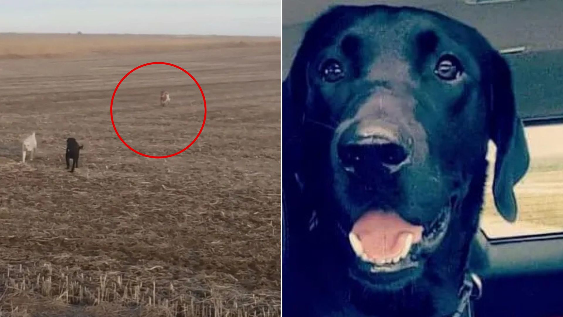 dogs on cornfield