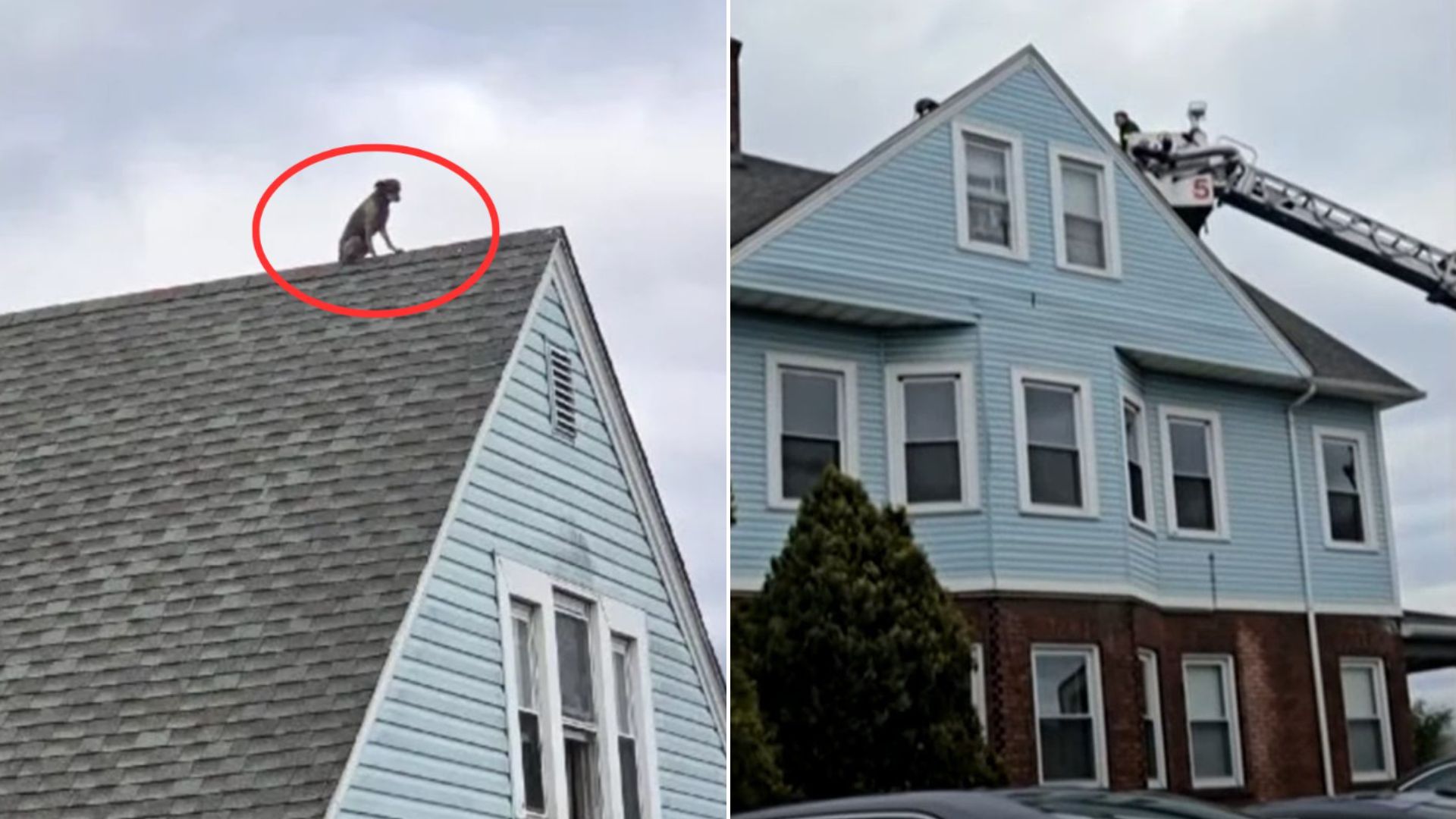 dog on roof