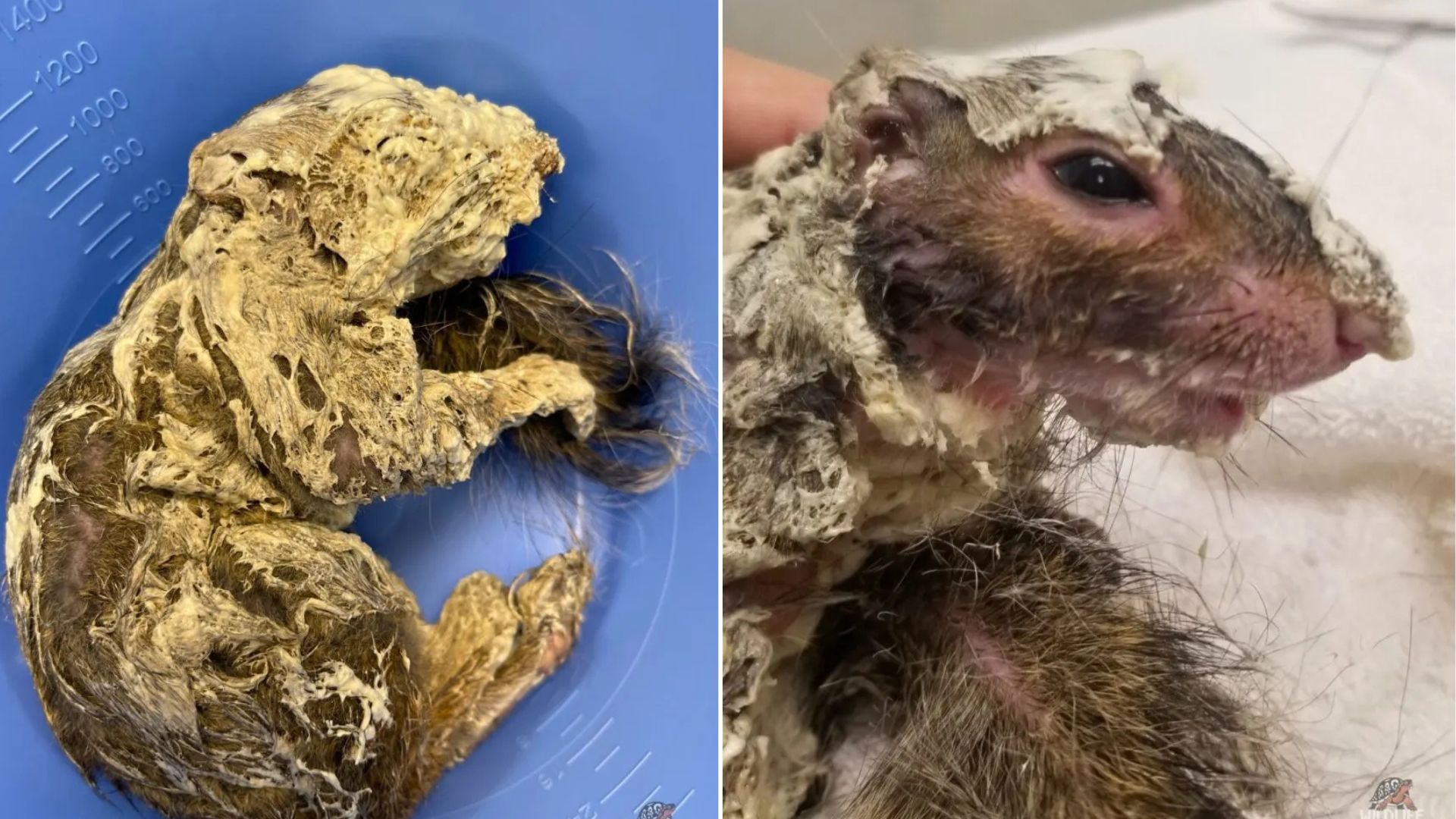 Contractor In Missouri Begins Ordinary Day But Encounters A Struggling Creature